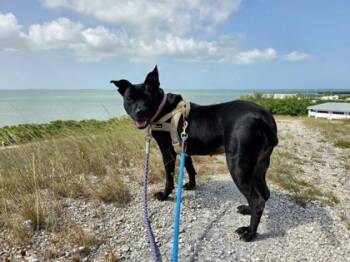 Lola -  Labrador Retriever Dog for Adoption in Key West, Florida - Lola | PetCurious