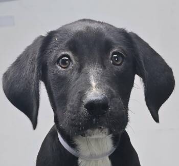 Plott Hound and Labrador Retriever Dogs Available for Adoption in Newport, Tennessee - Jolie | PetCurious