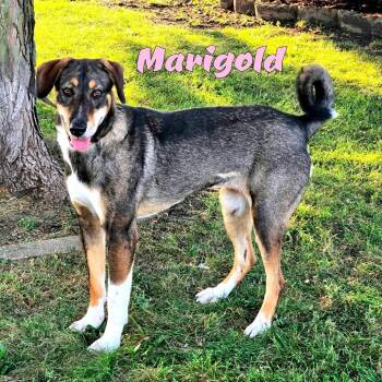 Marigold -  Mixed Breed Dog for Adoption in Joliet, Illinois - Marigold | PetCurious