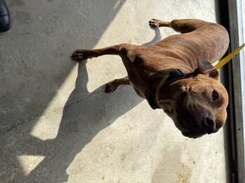 Rescue Boxer Dogs for Adoption in Lewisburg, Tennessee - Amethyst | PetCurious