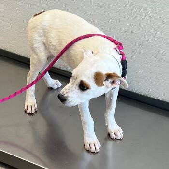 111089 -  Mixed Breed Dog for Adoption in Las Cruces, New Mexico - 111089 | PetCurious