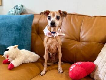 Chihuahua and Border Terrier Dogs Available for Adoption - Sammy Sweets Supreme | PetCurious
