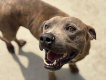 SID -  Pit Bull Terrier and Mixed Breed Dog for Adoption in Tulsa, Oklahoma - SID | PetCurious