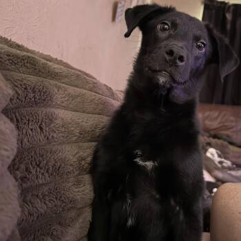 Rescue Terrier Dogs for Adoption in Mesquite, Texas - Onyx | PetCurious