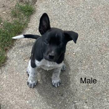 Stegosaurus -  Cattle Dog and Mixed Breed Dog for Adoption in Tacoma, Washington - Stegosaurus | PetCurious