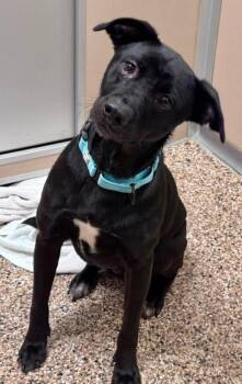 Zuko -  Mixed Breed Dog for Adoption in Hackensack, Minnesota - Zuko | PetCurious