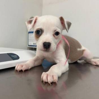 American Bulldog and Mixed Breed Dogs Available for Adoption in Morton Grove, Illinois - Paloma | PetCurious