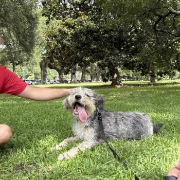 Theo (Benefactor Dog) -  Schnauzer and Mixed Breed Dog for Adoption in New Orleans, Louisiana - Theo (Benefactor Dog) | PetCurious