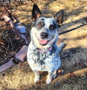 Australian Cattle Dog Blue Heeler Dogs Available for Adoption - JASMINE | PetCurious
