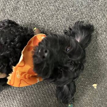 Miniature Poodle and Yorkshire Terrier Dogs Available for Adoption in Newark, New Jersey - Grayson | PetCurious