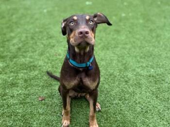 Kona -  Hound and Mixed Breed Dog for Adoption in Gainesville, Florida - Kona | PetCurious