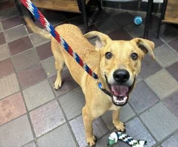 Walnut -  Mixed Breed Dog for Adoption in New York, New York - Walnut | PetCurious