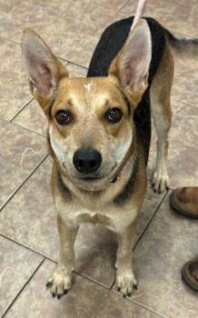Cowboy -  Australian Kelpie Dog for Adoption in Littleton, Colorado - Cowboy | PetCurious