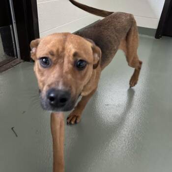 Allie -  Terrier and Mixed Breed Dog for Adoption in Lyndhurst, Virginia - Allie | PetCurious