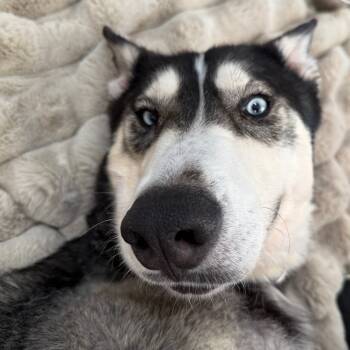 Rescue Husky Dogs for Adoption in Las Vegas, Nevada - Chowder | PetCurious