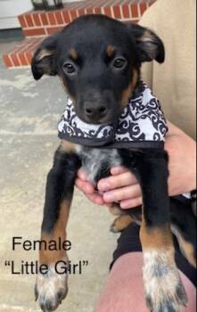 Australian Cattle Dog Blue Heeler and Coonhound Dogs Available for Adoption - Little Girl | PetCurious