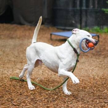 Mixed Breed Dogs Available for Adoption in Chamblee, Georgia - Claxton | PetCurious