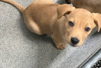 Rescue Labrador Retriever Dogs for Adoption in Sterling, Massachusetts - Bones 13 Weeks( Avail 11/26) | PetCurious