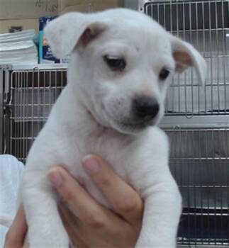 Pit Bull Terrier and Mixed Breed Dogs Available for Adoption - YETI | PetCurious