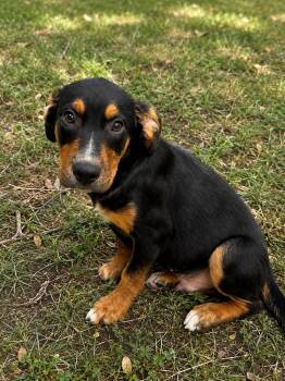 Tucker -  Labrador Retriever Dog for Adoption in Alexander City, Alabama - Tucker | PetCurious