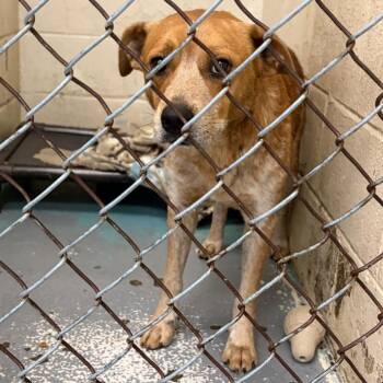 Zelda -  Mixed Breed Dog for Adoption in Charleston, West Virginia - Zelda | PetCurious