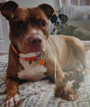 Chloe -  Pit Bull Terrier Dog for Adoption in Greenfield, Indiana - Chloe | PetCurious