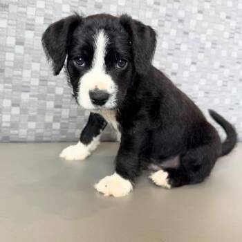Pop -  Mixed Breed Dog for Adoption in Las Vegas, Nevada - Pop | PetCurious