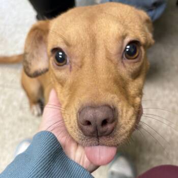 Rescue Mixed Breed Dogs for Adoption in Warren, Pennsylvania - Ember | PetCurious