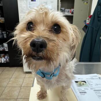 Harvey -  Mixed Breed Dog for Adoption in Pekin, Illinois - Harvey | PetCurious