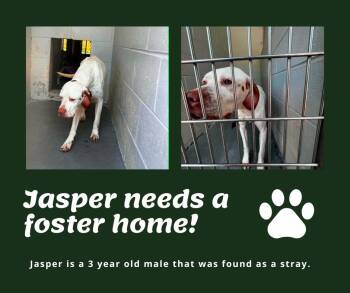 Needs Foster Jasper (SC) -  English Pointer Dog for Adoption in Bridgeton, New Jersey - Needs Foster Jasper (SC) | PetCurious