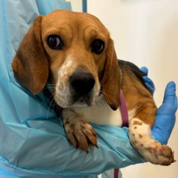 Beagle Dogs Available for Adoption in Nashville, Tennessee - Blaze | PetCurious