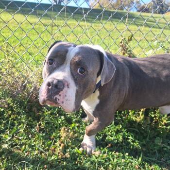 Rescue Pit Bull Terrier Dogs for Adoption in Albert Lea, Minnesota - Hercules | PetCurious