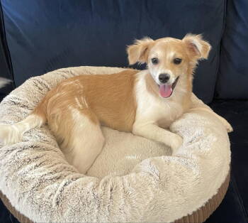 Rescue Terrier Dogs for Adoption in Chandler, Arizona - Tornado Weather | PetCurious