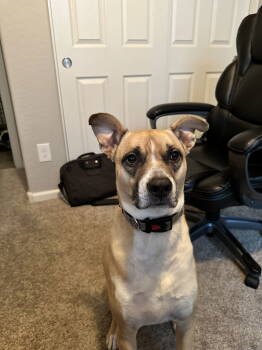 Rescue Boxer and Labrador Retriever Dogs for Adoption in Chandler, Arizona - TEDDY #7 | PetCurious