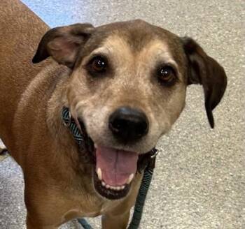 Maximus -  Shepherd and Hound Dog for Adoption in Kansas City, Missouri - Maximus | PetCurious