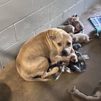 Jenny -  Pit Bull Terrier Dog for Adoption in Austin, Texas - Jenny | PetCurious