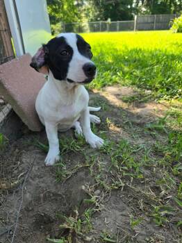 Minnie -  Basset Hound Dog for Adoption in Wando, South Carolina - Minnie | PetCurious