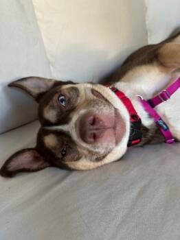 Rescue Mixed Breed Dogs for Adoption in New York, New York - Mulan | PetCurious