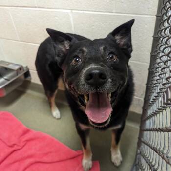 Echo -  Shepherd Dog for Adoption in Harrisonburg, Virginia - Echo | PetCurious