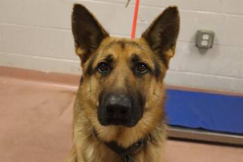 Rescue Mixed Breed Dogs for Adoption in Columbia, South Carolina - MCCOY | PetCurious