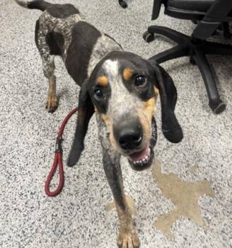 Scout -  Coonhound and Mixed Breed Dog for Adoption in West Chester, Pennsylvania - Scout | PetCurious