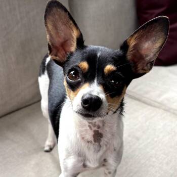 Tia -  Chihuahua Dog for Adoption in Rockville, Maryland - Tia | PetCurious