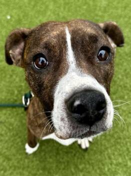 Mixed Breed Dogs Available for Adoption - Broccoli Floret | PetCurious