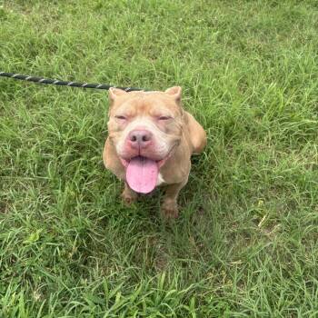 Destiny -  Terrier and Mixed Breed Dog for Adoption in Silver Spring, Maryland - Destiny | PetCurious