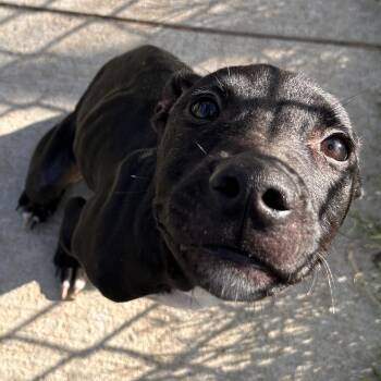 Hutch -  Black Labrador Retriever and Pit Bull Terrier Dog for Adoption in The Colony, Texas - Hutch | PetCurious