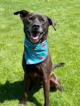 Labrador Retriever Dogs Available for Adoption in Gardnerville, Nevada - Atlas | PetCurious