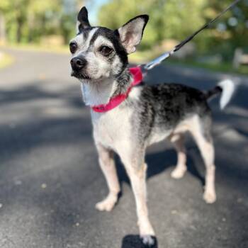 Lucas -  Rat Terrier and Chihuahua Dog for Adoption in Fullerton, Pennsylvania - Lucas | PetCurious