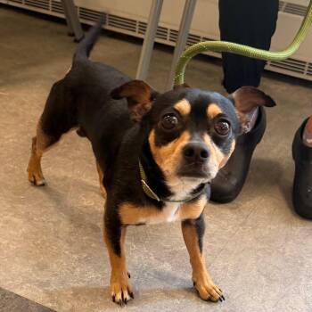 Paco Taco -  Mixed Breed Dog for Adoption in Philadelphia, Pennsylvania - Paco Taco | PetCurious
