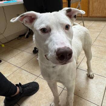 Australian Cattle Dog Blue Heeler Dogs Available for Adoption in Pekin, Illinois - Lil Yachty | PetCurious