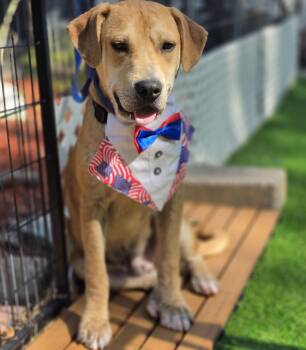 Fabien -  Labrador Retriever and Mixed Breed Dog for Adoption in Blairstown, New Jersey - Fabien | PetCurious